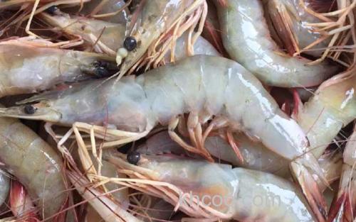 南美白对虾_0