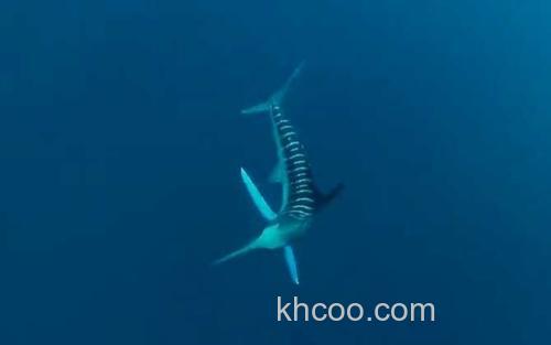 剑旗鱼_3