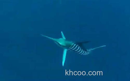 剑旗鱼_2