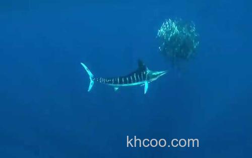 剑旗鱼_0