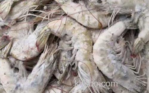 海白虾_2