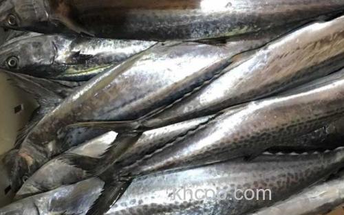 马鲛鱼_2