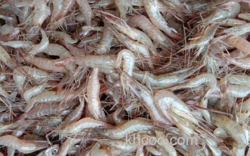 安氏白虾_3