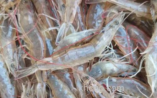 南美白对虾_2