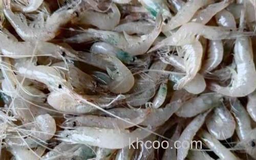 白虾_1