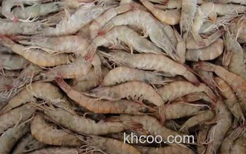 白对虾_3