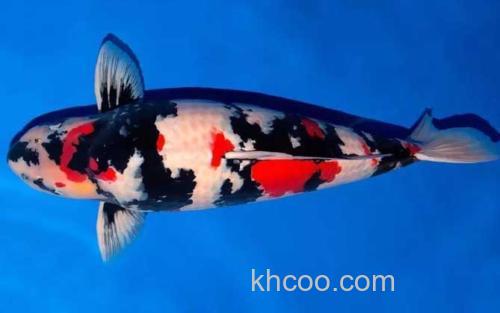 昭和三色锦鲤_2