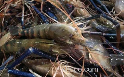 罗氏虾_0