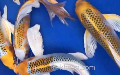 龙凤锦鲤_1