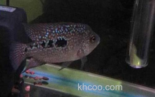 德萨斯罗汉鱼_1