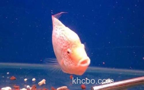 德萨斯罗汉鱼_3