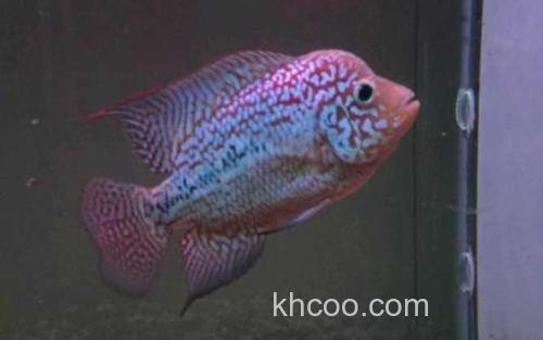 罗汉鱼_3