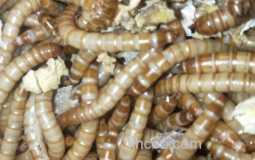 蛆虫_2