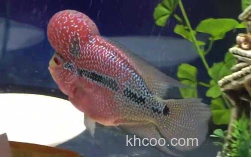 罗汉鱼_3