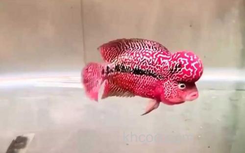 罗汉鱼_8