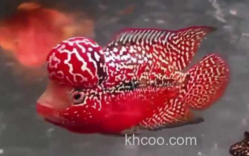 罗汉鱼_2
