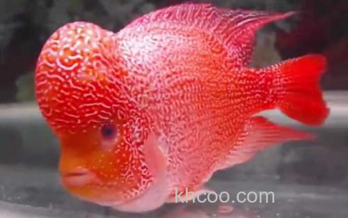 罗汉鱼_0