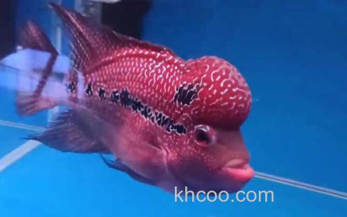 罗汉鱼_3