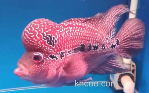 罗汉鱼_2