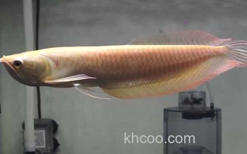 银龙鱼_1