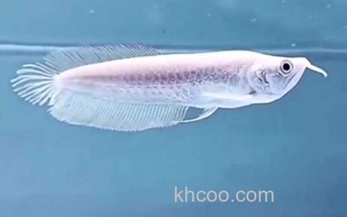 银龙鱼_3