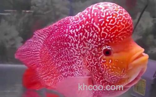 罗汉鱼_4