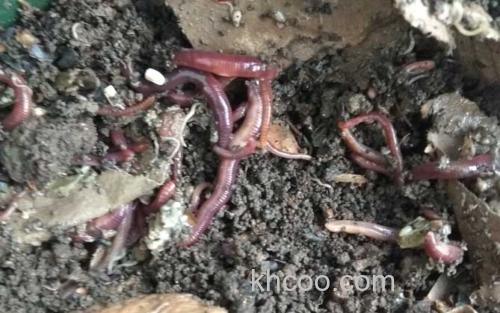 蚯蚓_0