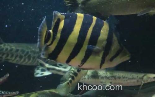 泰国虎鱼_3