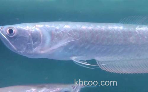 银龙鱼_0