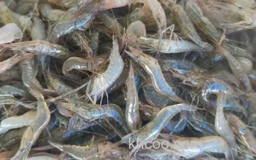 青虾_2