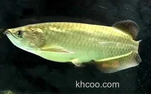 澳洲星点龙鱼_0