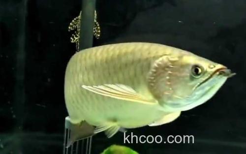 澳洲星点龙鱼_2