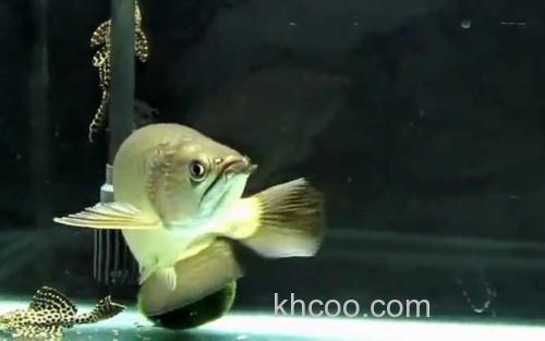 澳洲星点龙鱼_1