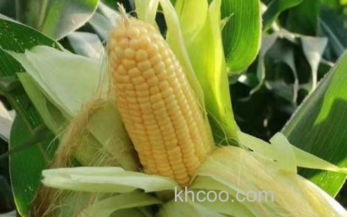 嫩玉米_0