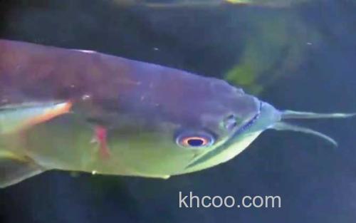 巨骨舌鱼_0
