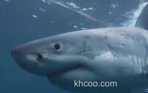 大白鲨_3