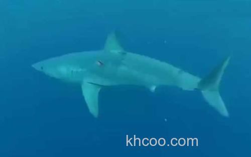 鲨鱼_1