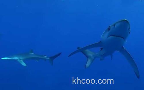 鲨鱼_0