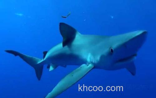 鲨鱼_2