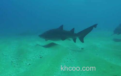 鲨鱼_2