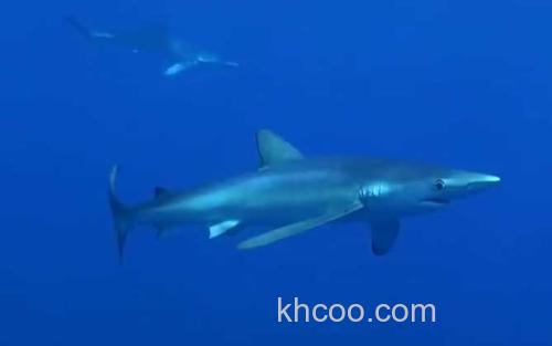 鲨鱼_3