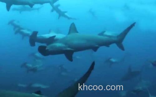 鲨鱼_0