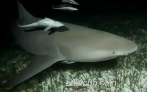 鲨鱼_3