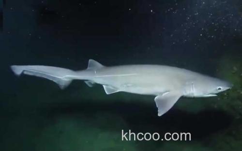 鲨鱼_1