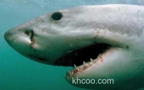 鲨鱼_2
