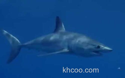 鲨鱼_1