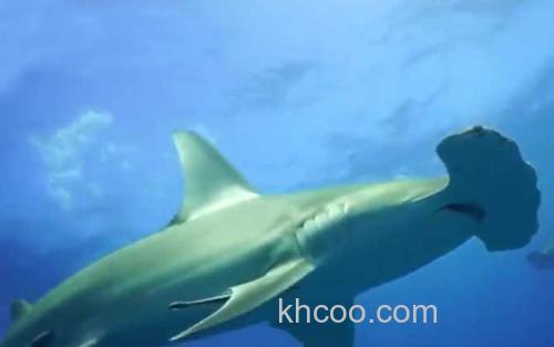 鲨鱼_0