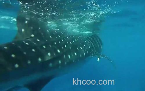 鲸鲨_7
