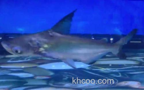 成吉思汗鲨_2