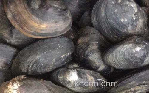 圆背角无齿蚌_4